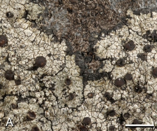 <i>Sucioplaca</i> Species of lichen