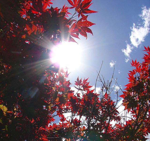 File:Sun peeking through the leaves (282155500).jpg