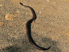 Змейка на солнце. Xenopeltis Unicolor. Лучистая змея Xenopeltis Unicolor. Xenopeltis hainanensis. Xenopeltis Unicolor и Xenopeltis hainanensis.