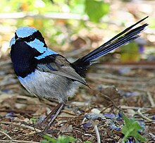 Ein kleiner, langschwänziger, lebhafter hellblauer und schwarzer Vogel, der auf dem Boden steht und der Kamera zugewandt ist und dessen Wangenfedern aufgeblasen sind