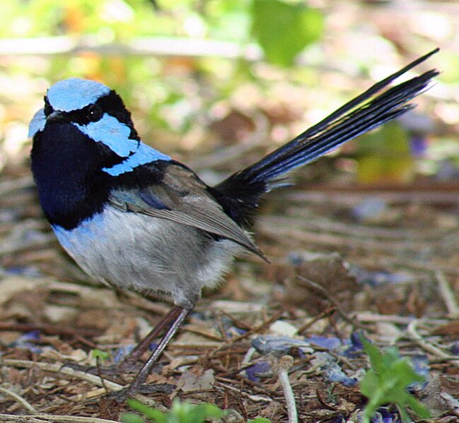 File:Superb Fairy-wren facefan hunter 1 smaller.jpg