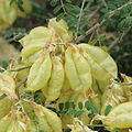 Sutherlandia frutescens-IMG 4554.jpg