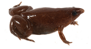 <i>Synapturanus</i> Genus of amphibians