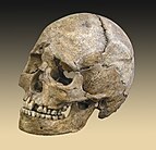 테비에크 무덤의 한 해골의 머릿뼈 (배경 없음)
