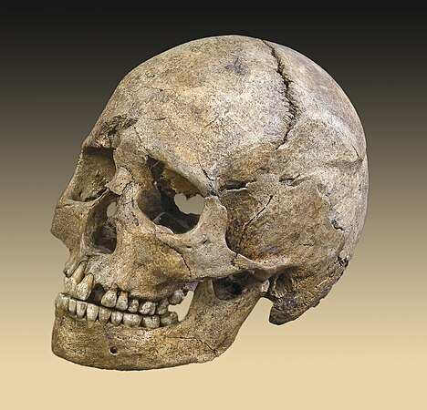 (25 April 2012) Skull from a tomb dating to the Mesolithic period by Didier Descouens