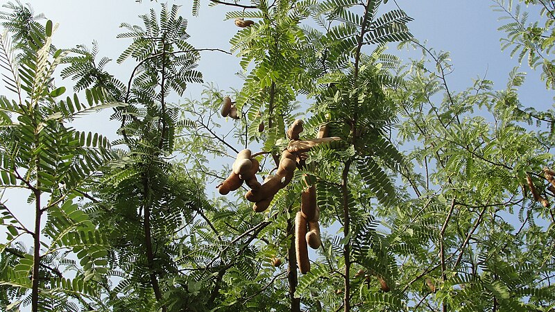 File:Tamarind unripened fruits and Tree.JPG