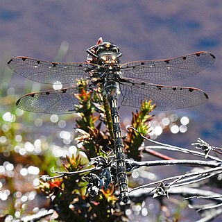 <i>Archipetalia</i> Genus of dragonflies