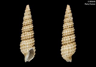 <i>Teremitra efatensis</i> Species of gastropod