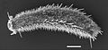 January 21: The gastrotrich Thaumastoderma ramuliferum. Scale bar: 20 µm.