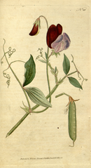 plate 60 Lathyrus odoratus Sweet Pea, or Vetchling