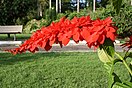 The Chaconia Flower, Trinidad (Warszewiczia coccinea).jpg