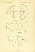 The Galapagos tortoises (Plate 40) BHL4374046.jpg