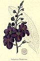 The botanic garden (Plate 12) - Verbascum Phoeniceum.jpg