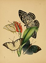 Thumbnail for File:The cabinet of oriental entomology - being a selection of some of the rarer and more beautiful species of insects, natives of India and the adjacent islands, the greater portion of which are now for (14597180060).jpg