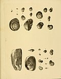 Thumbnail for File:The zoology of the voyage of the H.M.S. Erebus and Terror (10328105175).jpg