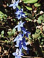 Thelymitra macrophylla spike.jpg