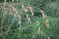 Themeda triandra, dominantní tráva v savanách na severu ostrova Guadalcanal