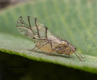 <i>Therioaphis trifolii</i> Species of true bug
