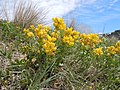 Thermopsis rhombifolia (1).jpg