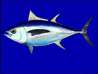 Bigeye tuna cruise the epipelagic zone at night and the mesopelagic zone during the day Thobe u0.gif