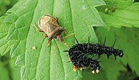 (German Wikipedia) Une punaise entrain de se nourrir d'une chenille de Paon du jour (modifiée).