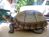 A living Terrapene carolina, or common box turtle Three-toed Box Turtle.jpg