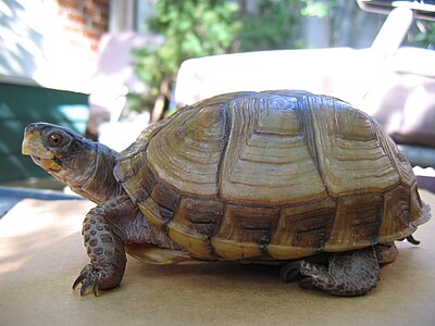 A three-toed box turtle standing on a turtle facing left.