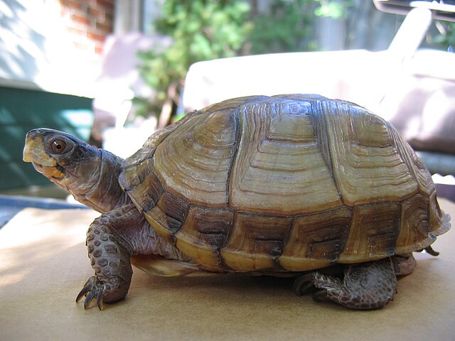 All about box turtles - Welcome Wildlife