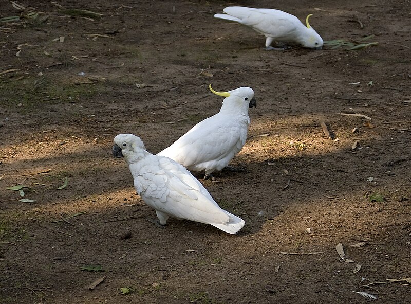 File:Three Cacatua galerita, one with potential PBFD.jpg