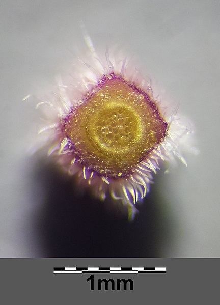 File:Thymus praecox subsp. praecox sl4.jpg