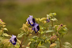 Torenia fournieri