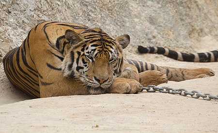 Tập_tin:Tiger_Temple_(6031880491).jpg