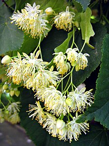 Palabras encadenadas - Página 39 220px-Tilia._Flowers