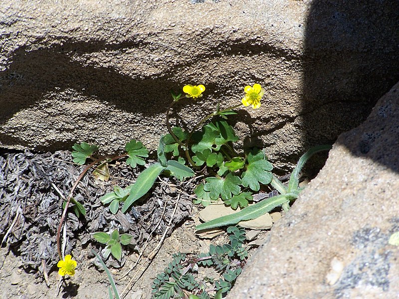 File:Timberline buttercup (4546128273).jpg