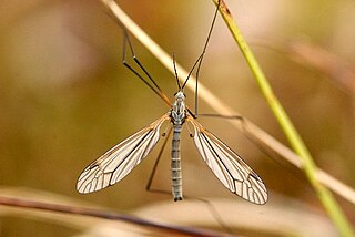 <i>Tipula pruinosa</i> Species of fly