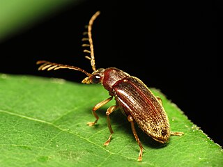 <i>Ptilodactyla</i> Genus of beetles