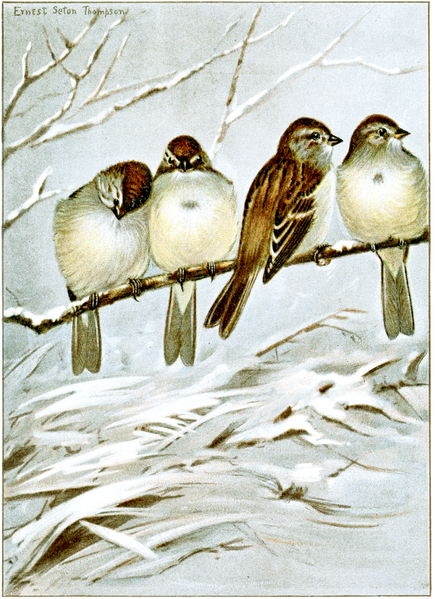 File:Tree Sparrow-Bird-Life-0105-146.png