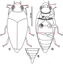 Triamyxa diagram.png