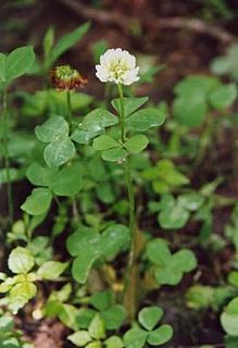 <i>Trifolium stoloniferum</i> Species of legume