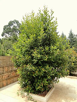 Trigonobalanus doichangensis - Kunming Botanical Garden - DSC03195.JPG