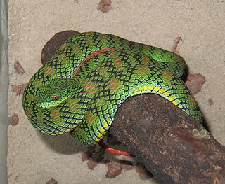 <i>Trimeresurus schultzei</i> Species of snake