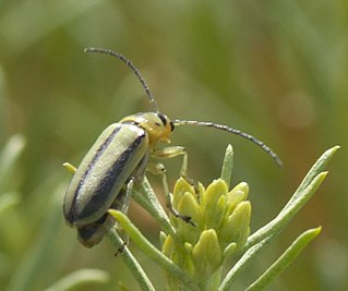 <i>Trirhabda nitidicollis</i> Species of beetle