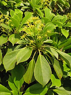 Trochodendraceae Family of flowering plants