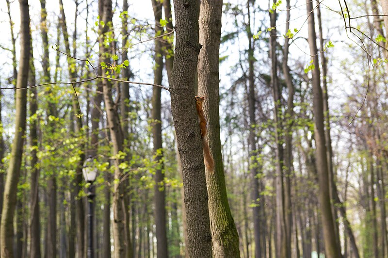 File:Tsaritsyno Park, Squirrel in the forest, Moscow, Russia.jpg