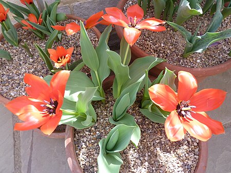 Tulipa fosteriana