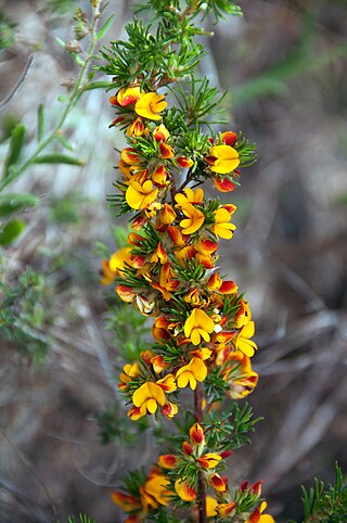 <i>Pultenaea acerosa</i> Species of flowering plant