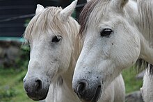 Gros plans sur les têtes blanches de deux poneys