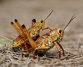 Grasshopper   (47,377)