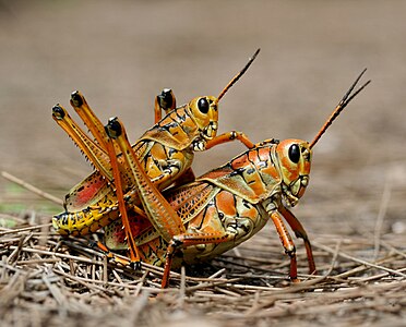 Romalea microptera mating, by Tomfriedel