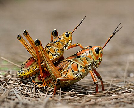 Fail:Two eastern Lubber grasshopers (Romalea microptera), mating.jpg